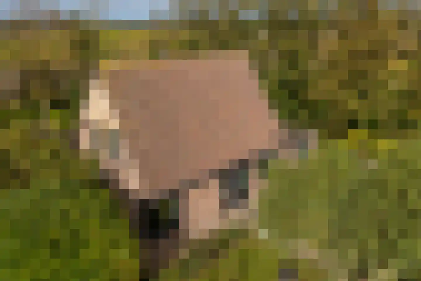 Ringwei 2 Brantgum thumbnail 10