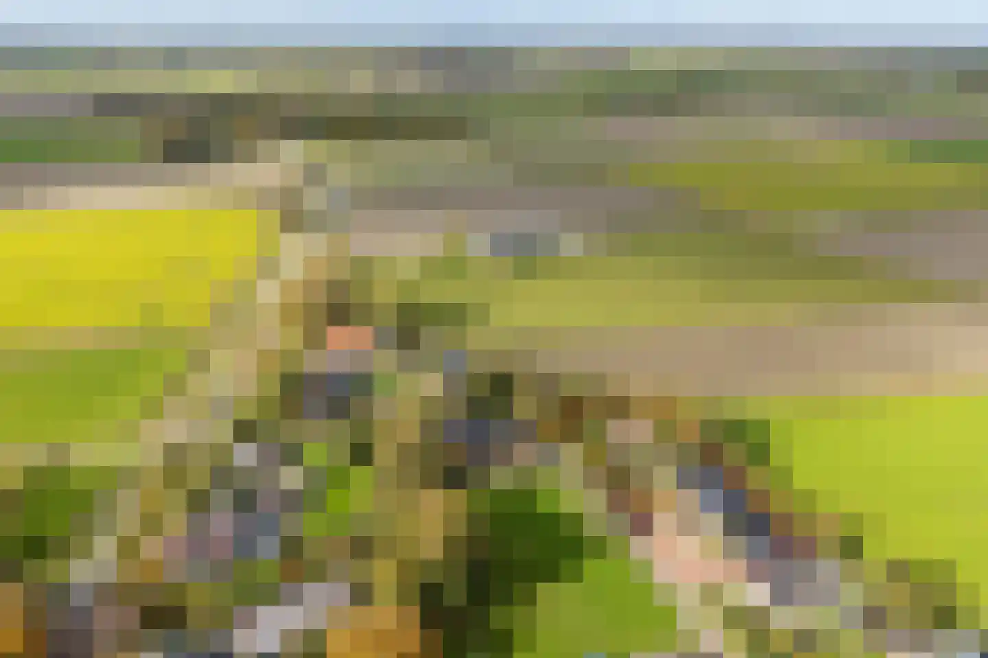Ringwei 2 Brantgum thumbnail 12