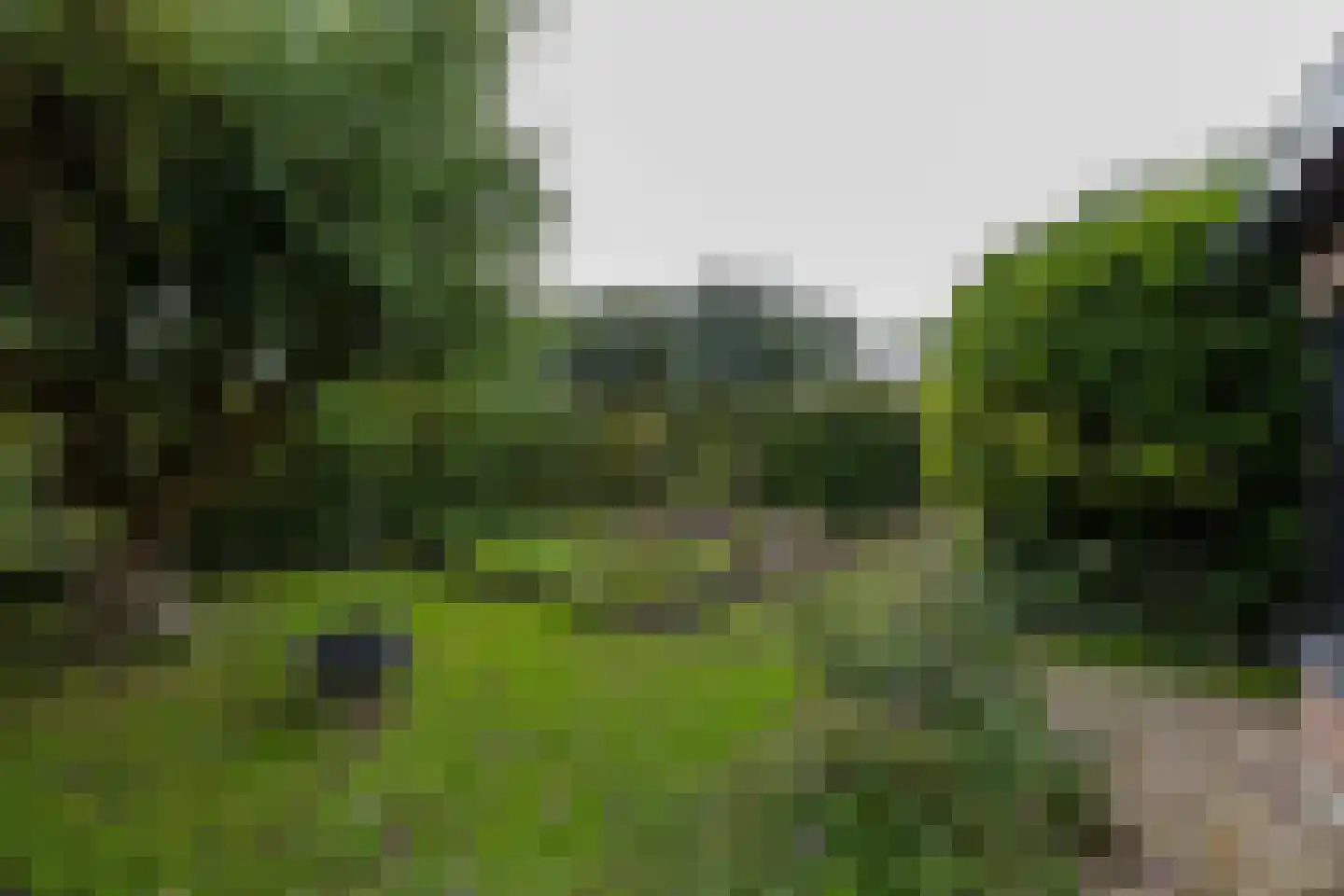 Ringwei 2 Brantgum thumbnail 16