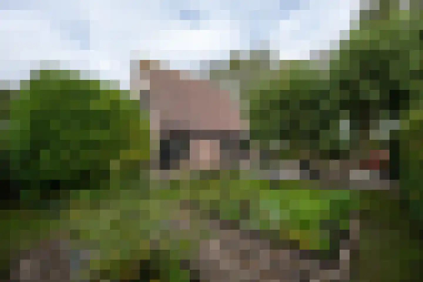 Ringwei 2 Brantgum thumbnail 17