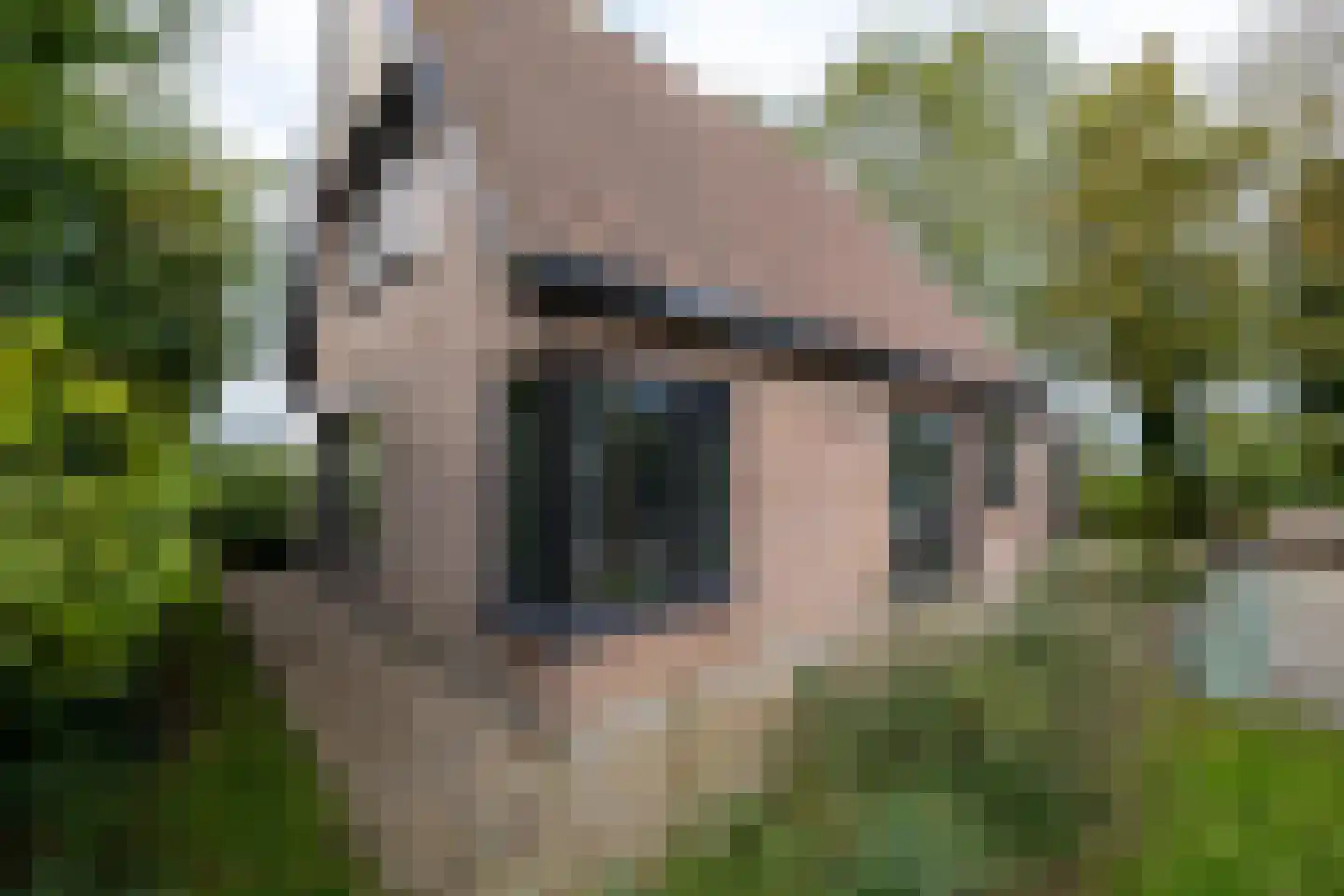 Ringwei 2 Brantgum thumbnail 18