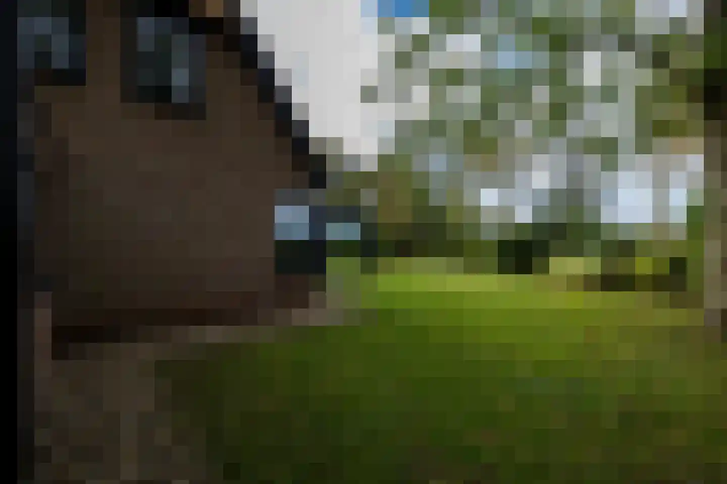Ringwei 2 Brantgum thumbnail 21