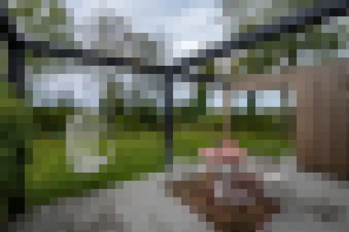 Ringwei 2 Brantgum thumbnail 25