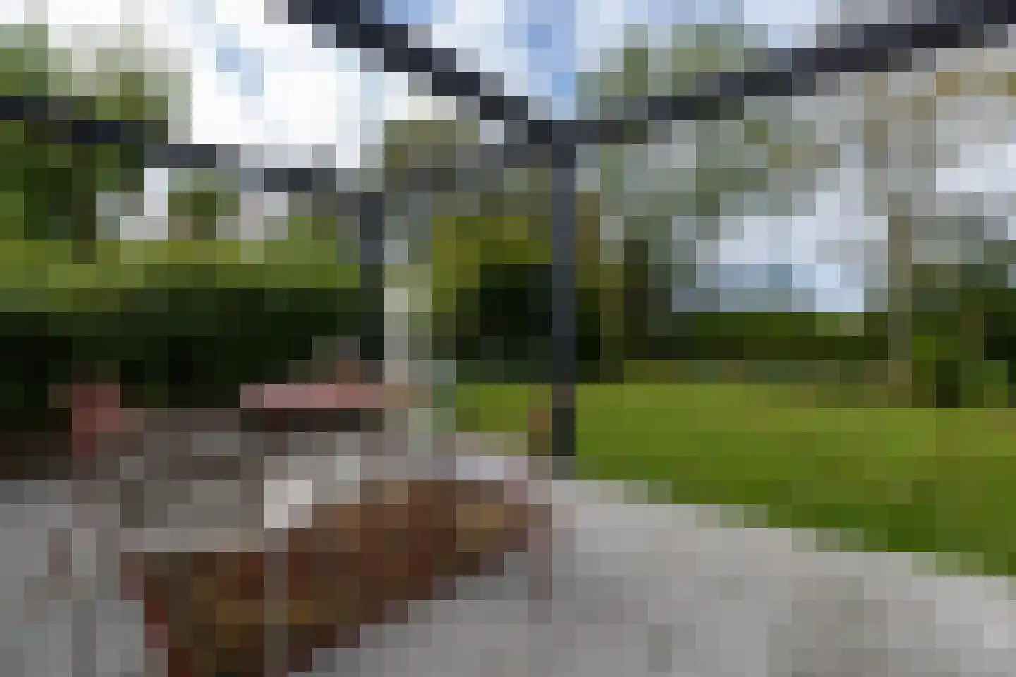 Ringwei 2 Brantgum thumbnail 26