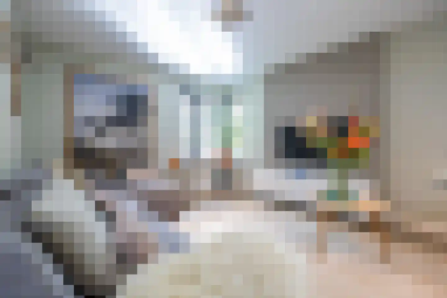 Ringwei 2 Brantgum thumbnail 31