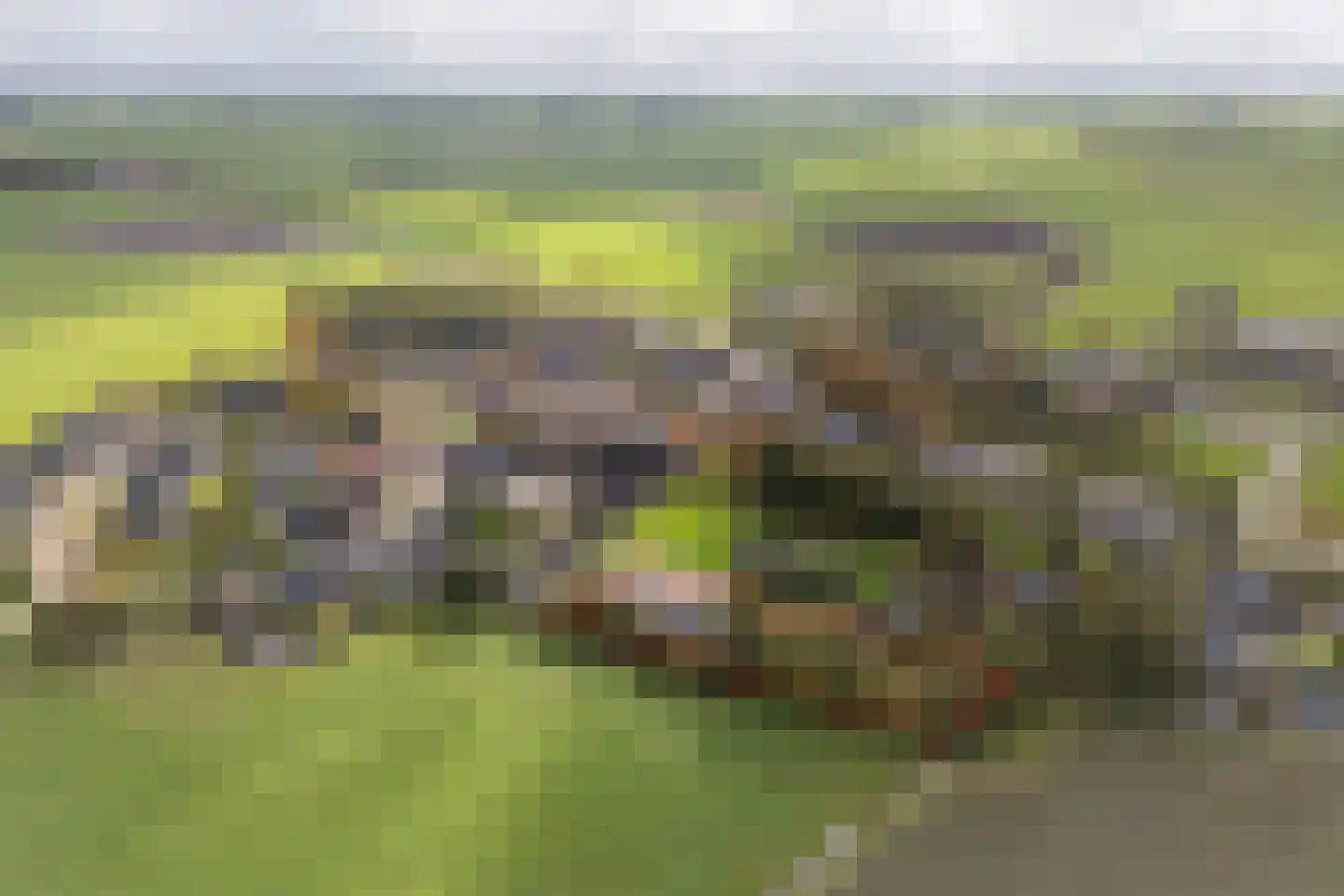 Ringwei 2 Brantgum thumbnail 5