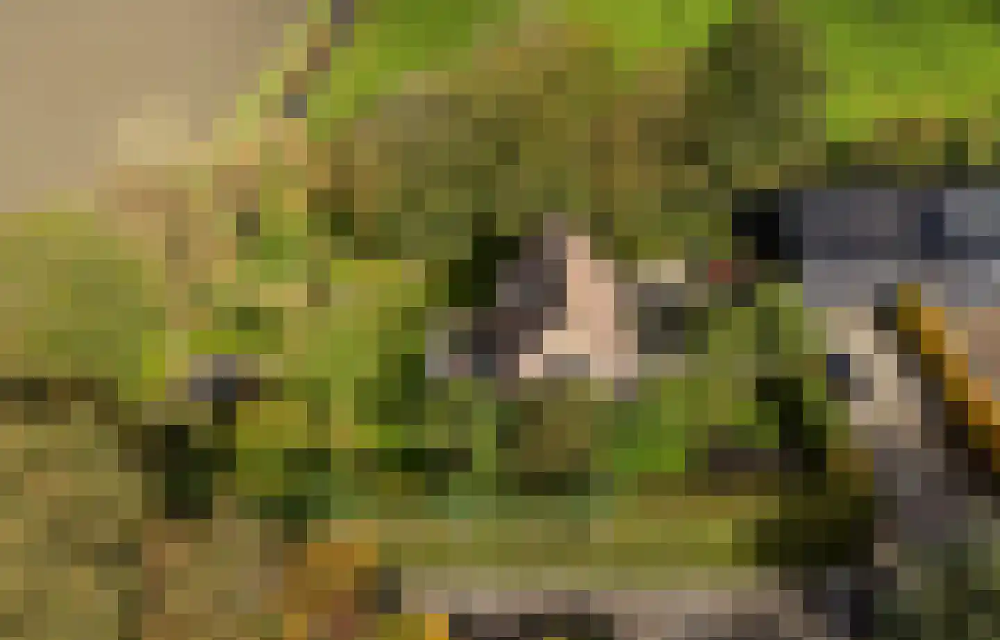 Ringwei 2 Brantgum thumbnail 6