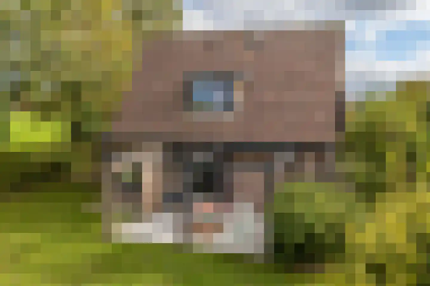 Ringwei 2 Brantgum thumbnail 9