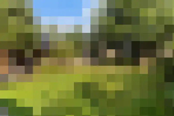 Ringwei 20 Brantgum thumbnail 21