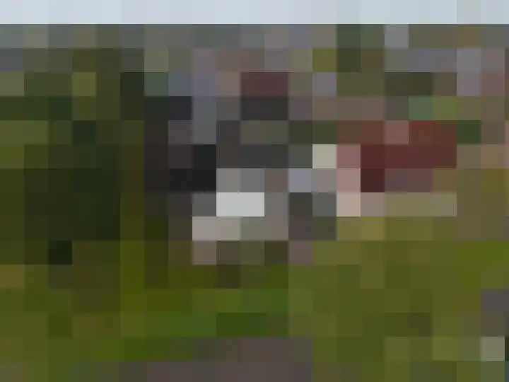 Ringwyk 3 Harkema thumbnail 48