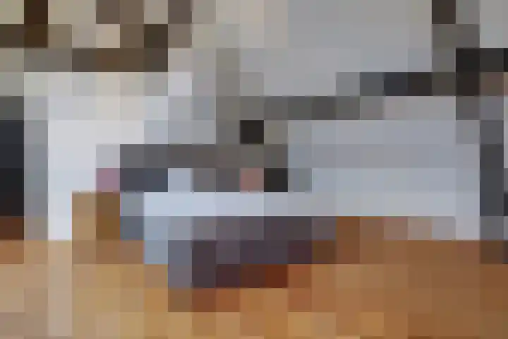 Rinkesfort 14 A Maasbree thumbnail 31