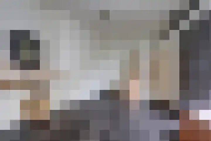 Rinkesfort 14 A Maasbree thumbnail 42