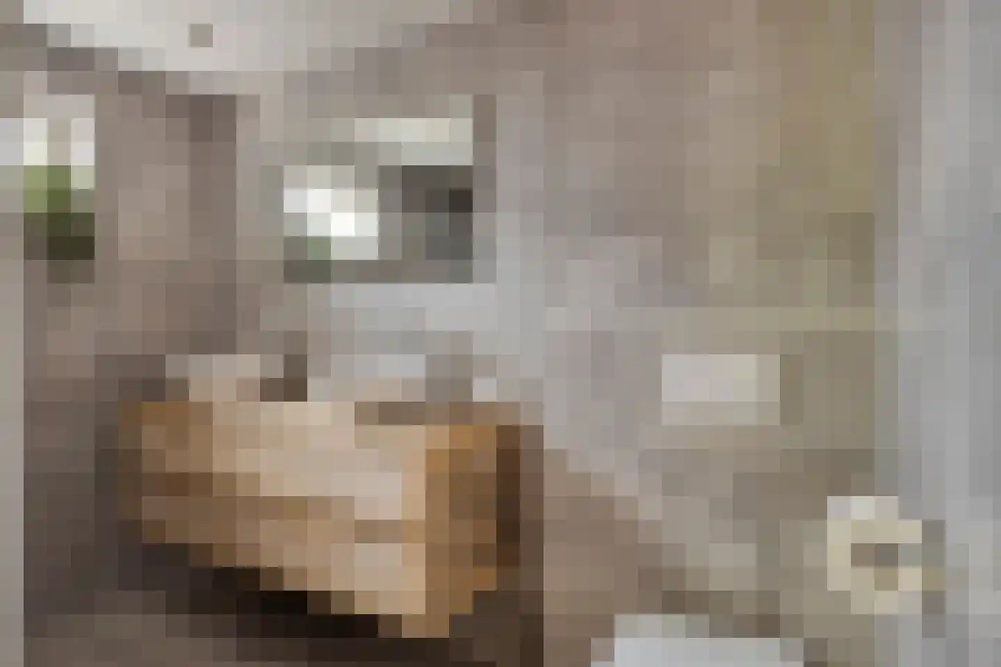 Rinnewaard 52 Alkmaar thumbnail 39