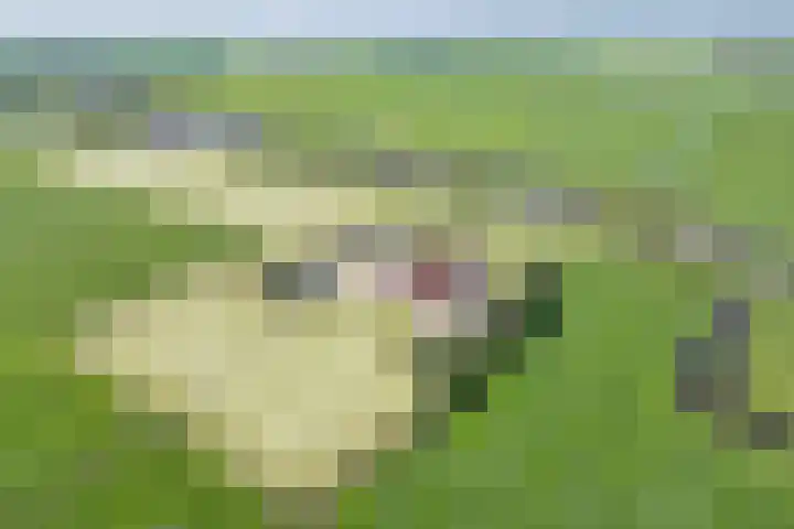Riperwei 15 Jutrijp foto 3