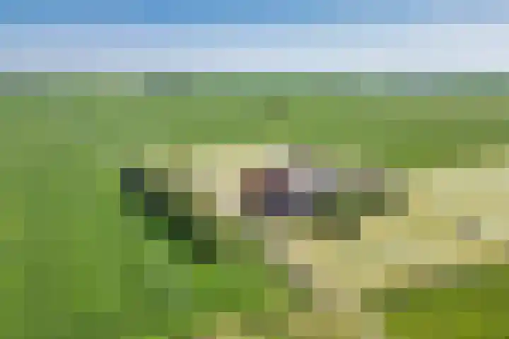 Riperwei 15 Jutrijp thumbnail 4