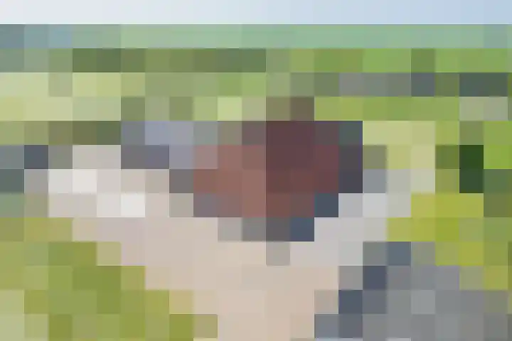 Riperwei 15 Jutrijp thumbnail 6