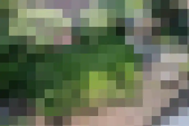 Ripperdapark 12 Haarlem thumbnail 32
