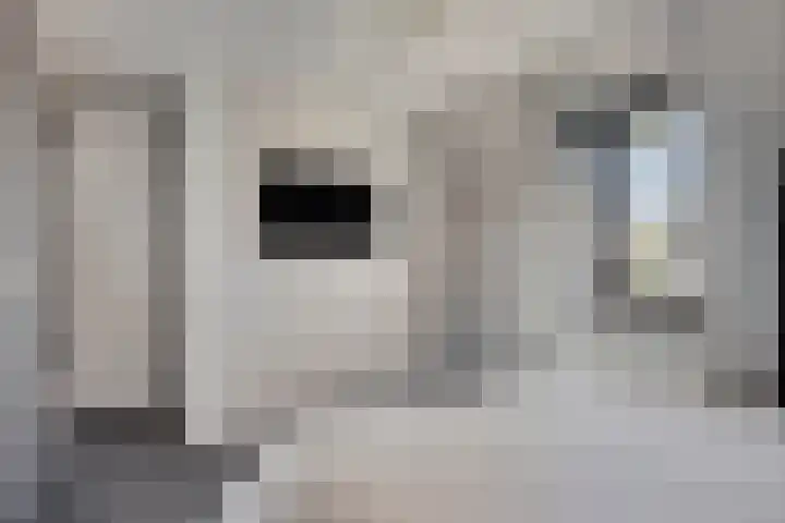Ripskant 18 Gemert thumbnail 20