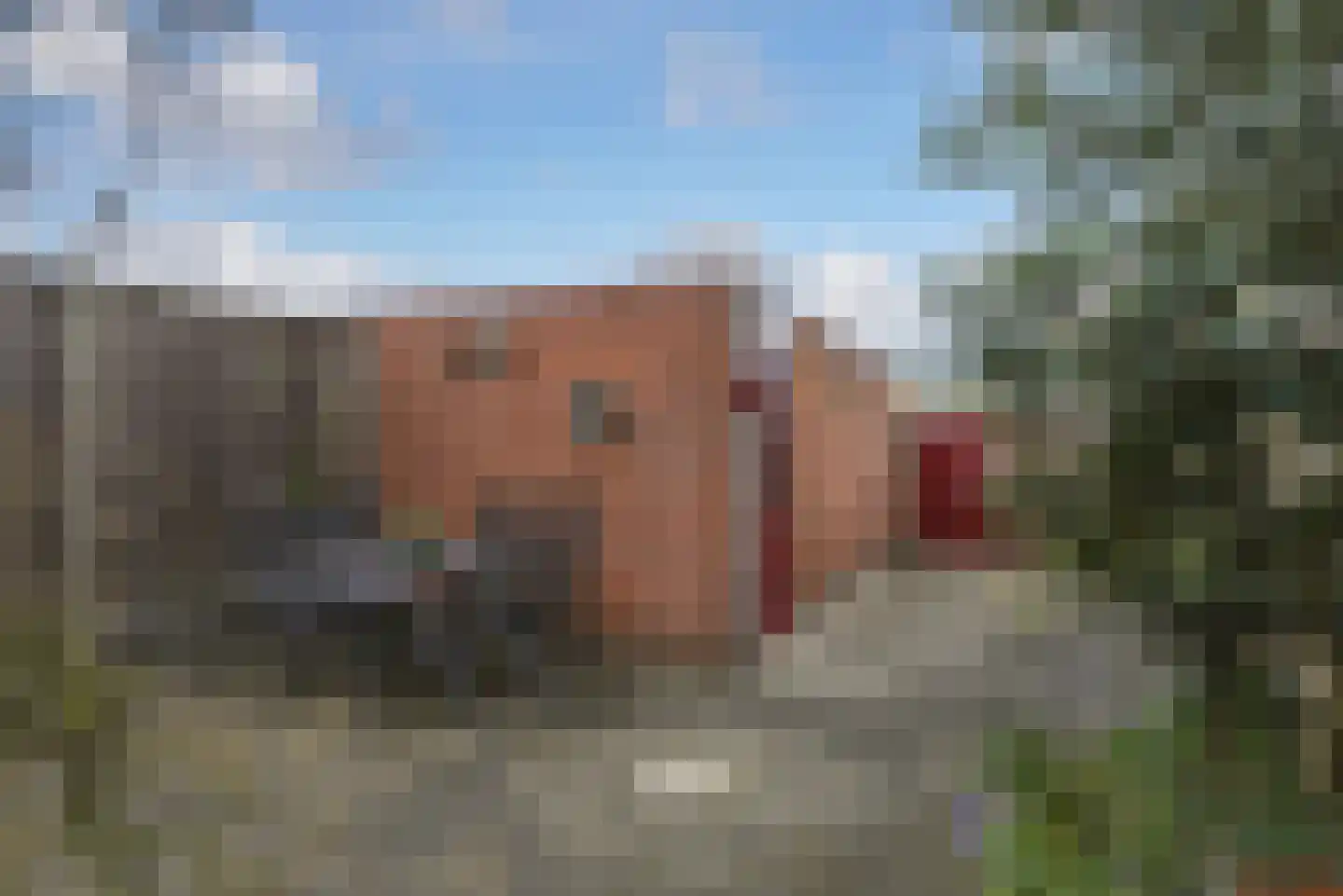 Ritthemsestraat 103 Oost-Souburg thumbnail 25