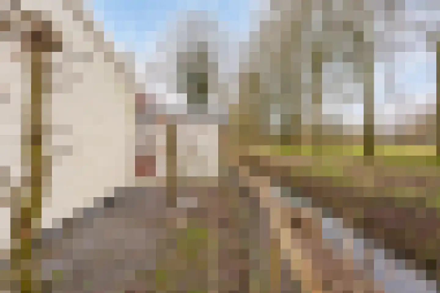 Rivierendal 12 Ochten thumbnail 23