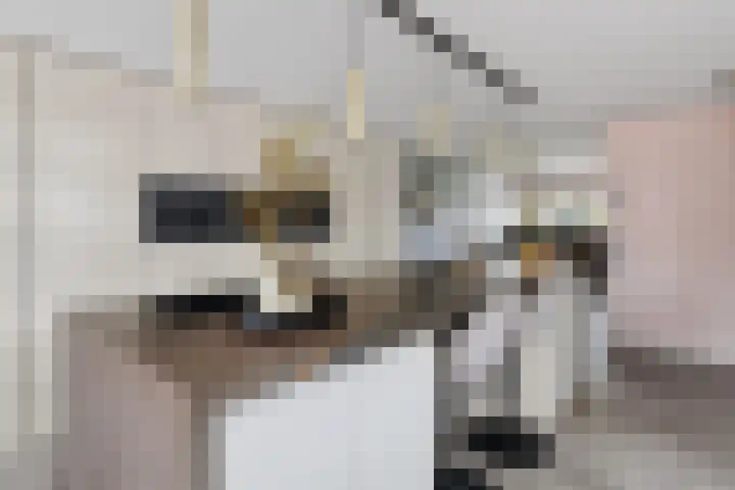 Riviergrondel 21 Kwintsheul thumbnail 13