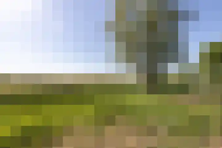 Robbenoort 131 Lauwersoog thumbnail 22