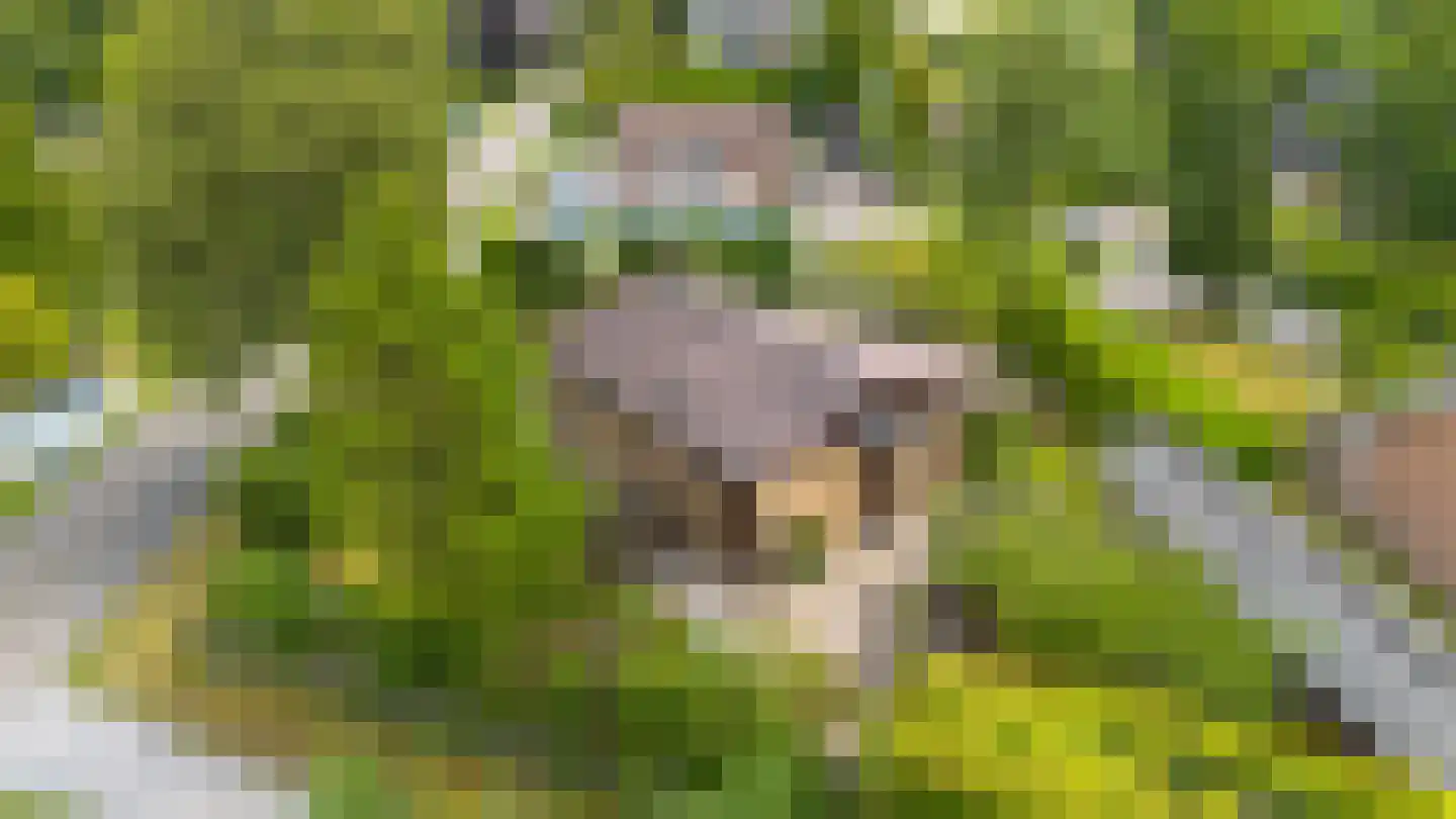 Robbenoort 62 Lauwersoog thumbnail 30
