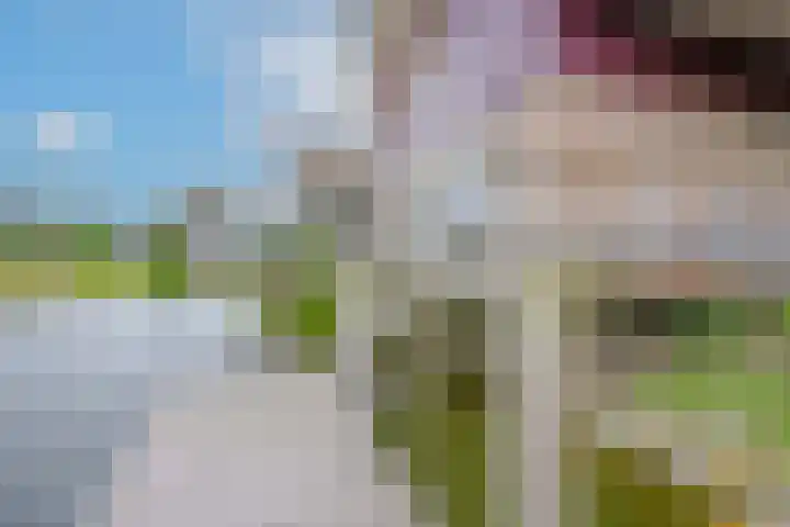 Robbenzand 10 Makkum thumbnail 26