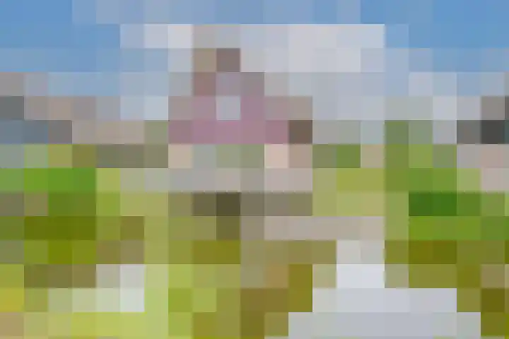 Robbenzand 10 Makkum thumbnail 8