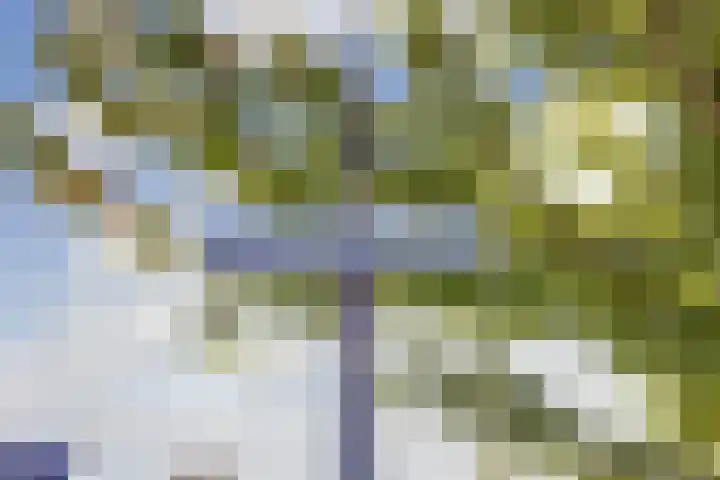 Robbenzand 80 Harderwijk thumbnail 39