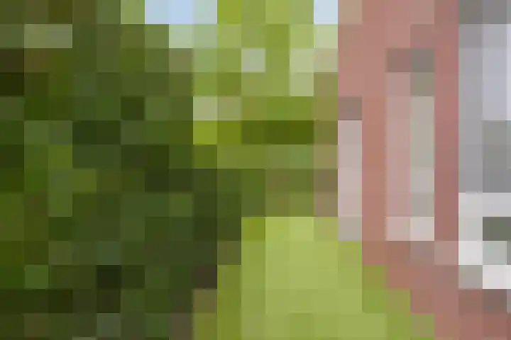 Robert Josephstraat 2 Duiven thumbnail 27
