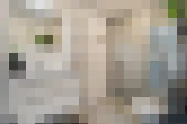 Robert Josephstraat 32 Duiven thumbnail 27