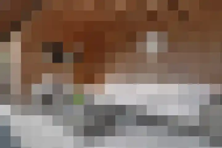 Robert Stolzhof 41 Hoorn thumbnail 21