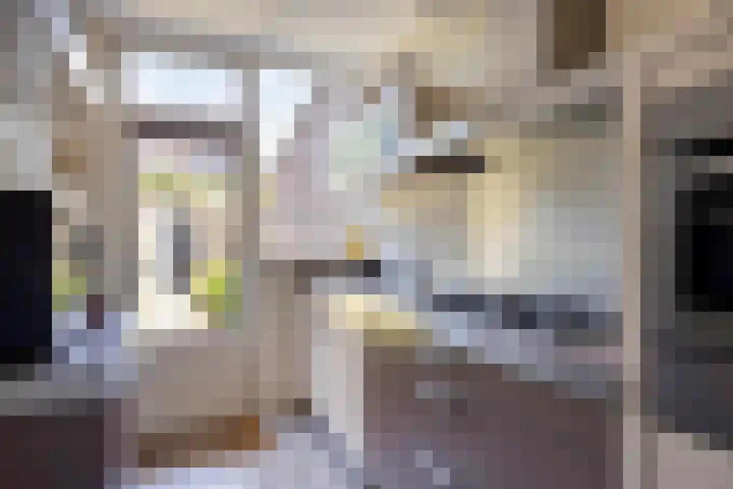 Robijn 11 Oss thumbnail 19