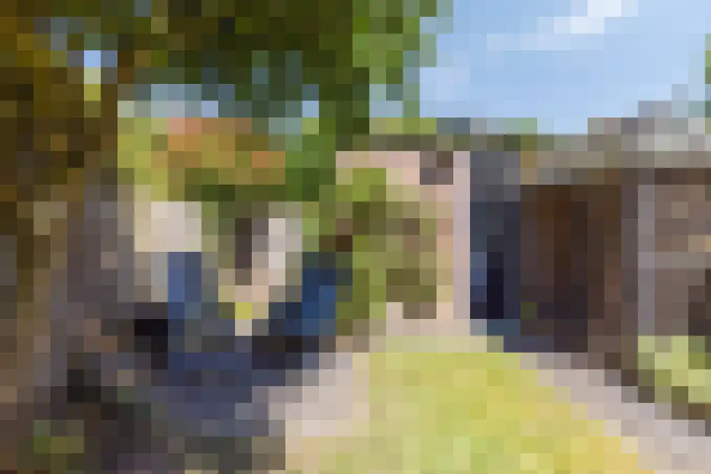 Robijn 11 Oss thumbnail 21