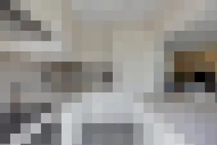 Robijn 15 's-Hertogenbosch thumbnail 8
