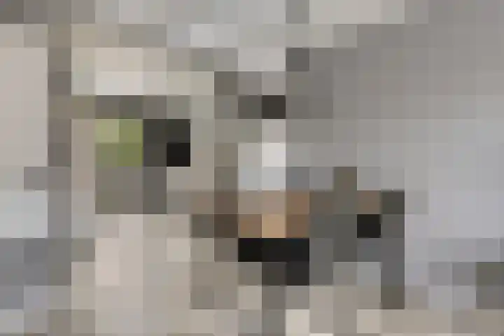 Robijnstoep 6 Assen thumbnail 7
