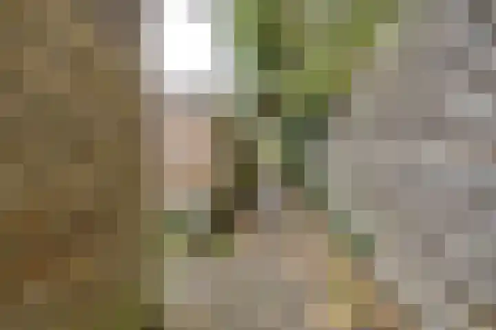 Robijnstraat 37 Apeldoorn thumbnail 32
