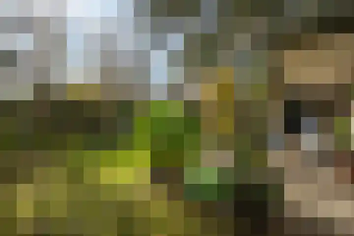 Robiniahof 18 Leimuiden thumbnail 4