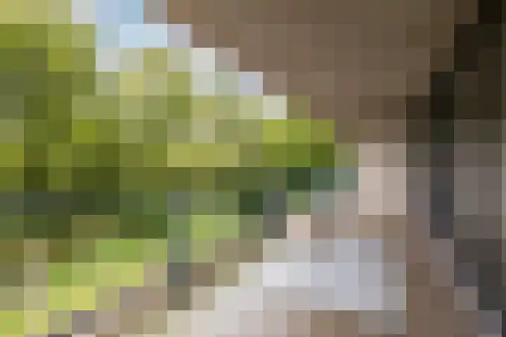 Robiniastate 11 Purmerend thumbnail 37