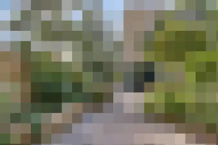 Rodaristraat 28 Rotterdam thumbnail 4