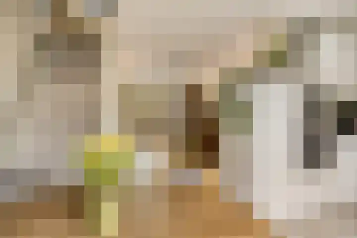 Rode Beuk 10 Halsteren thumbnail 12