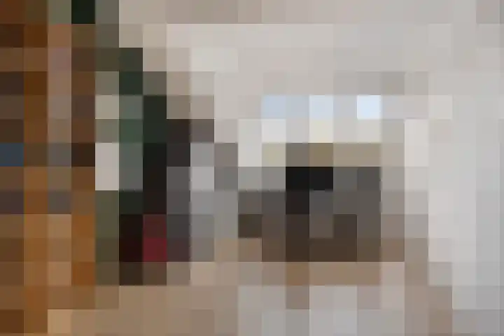 Rode Beuk 10 Halsteren thumbnail 28