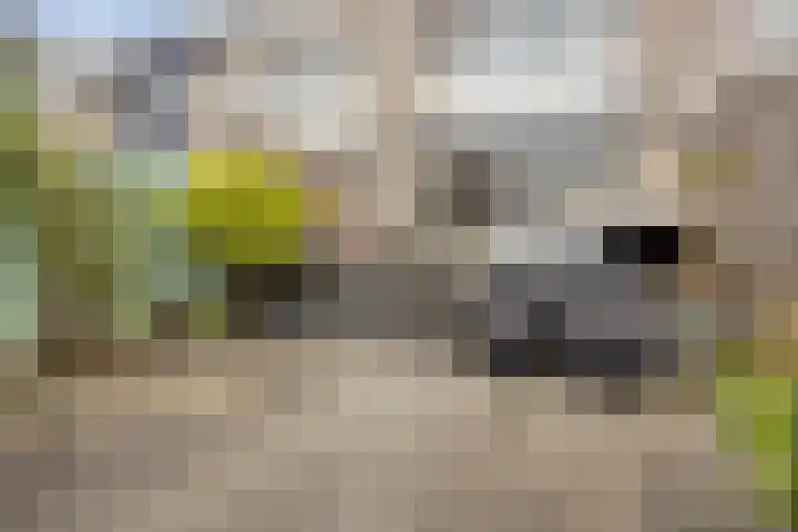 Rode Beuk 10 Halsteren thumbnail 33