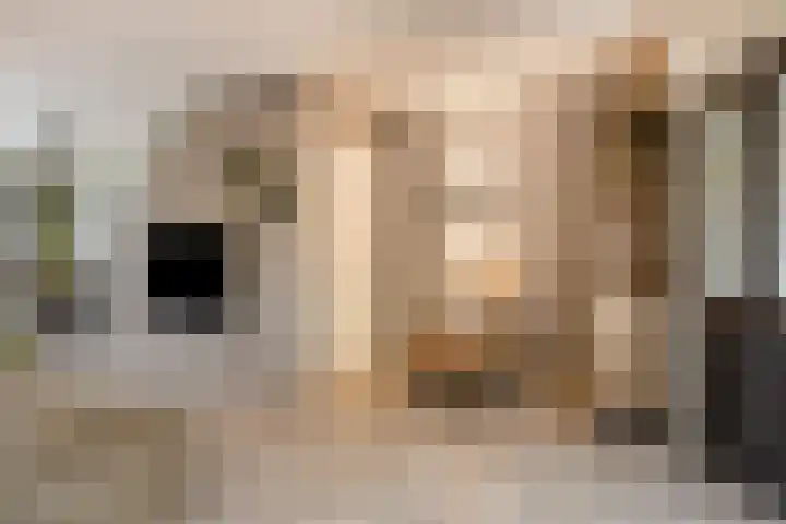 Rode Beuk 10 Halsteren thumbnail 7