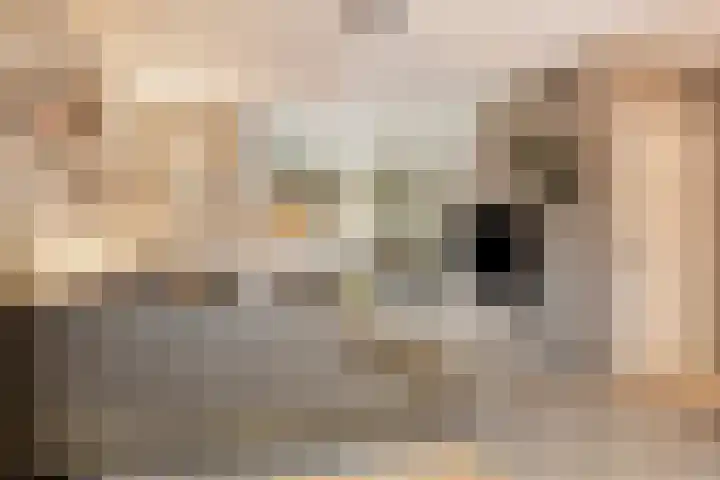 Rode Beuk 10 Halsteren thumbnail 8