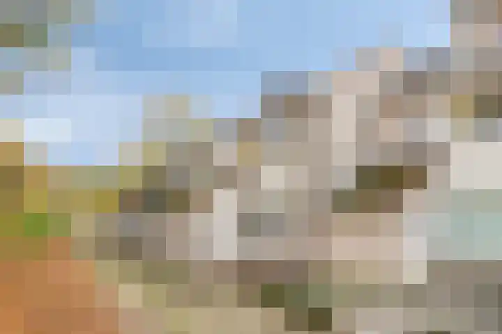 Rode Beuk 6 Halsteren thumbnail 33