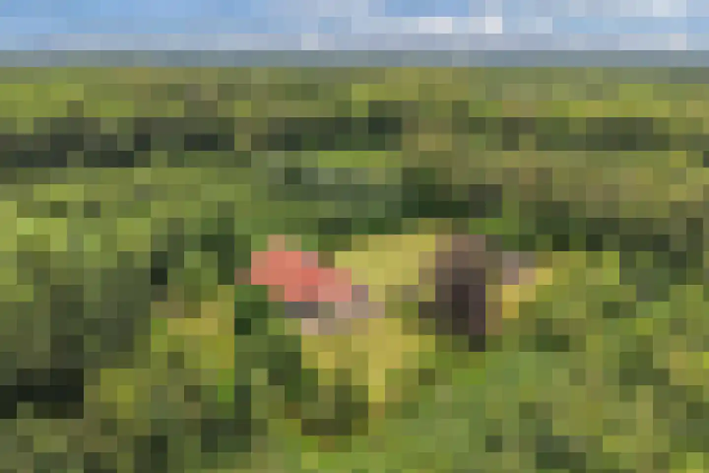 Rode Dorp 12 A Zandhuizen thumbnail 45