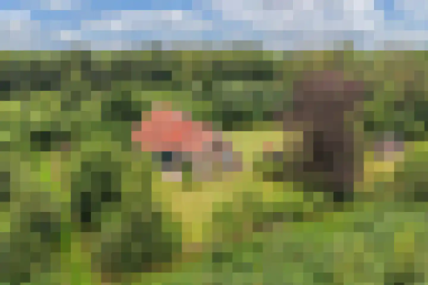 Rode Dorp 12 A Zandhuizen thumbnail 47