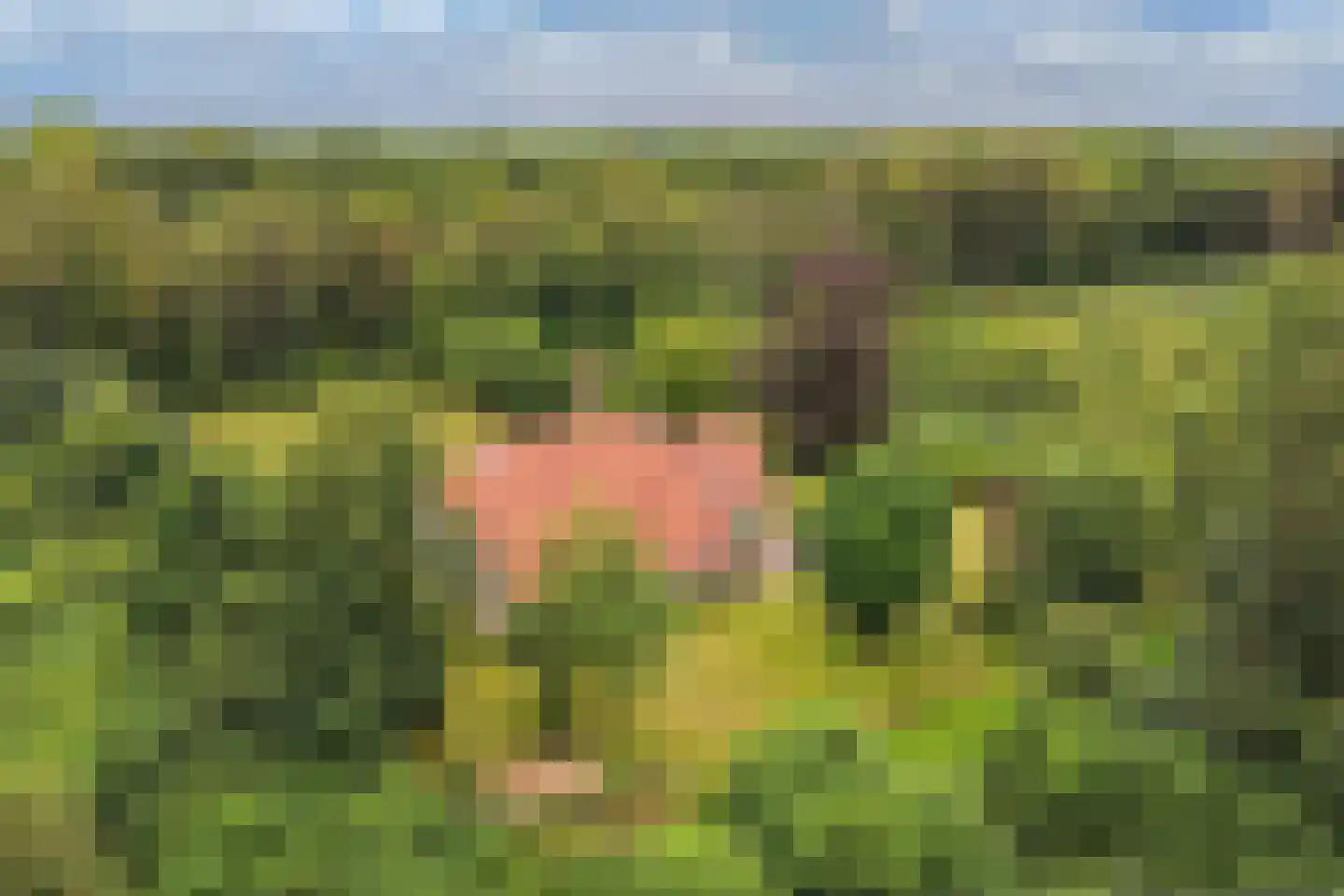 Rode Dorp 12 A Zandhuizen thumbnail 48